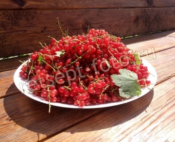 Компот из красной смородины на зиму