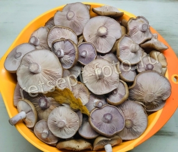 Маринованные рядовки с луком и корицей