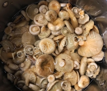 Маринованные волнушки горячим способом