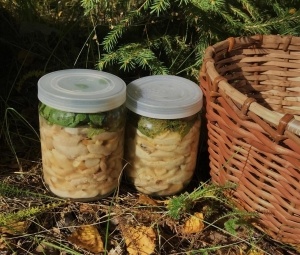 Сыроежки соленые горячим способом на зиму 